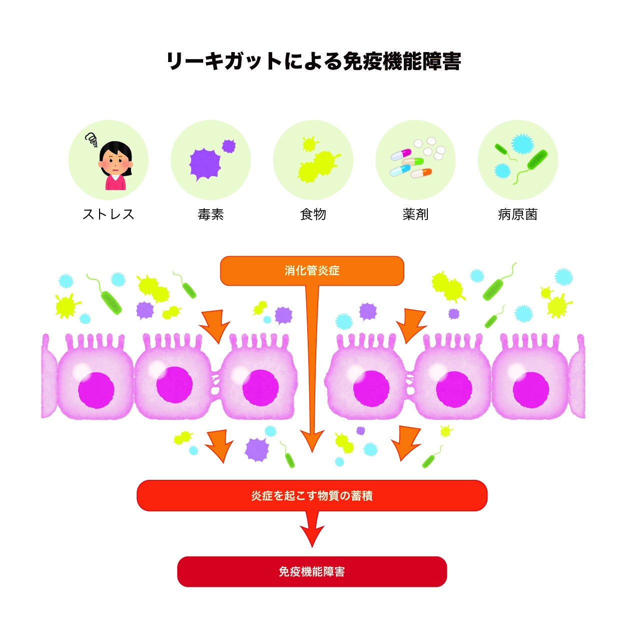 リーキーガットによる免疫機能障害