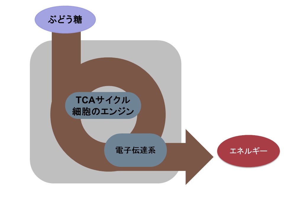 ミトコンドリア機能の評価